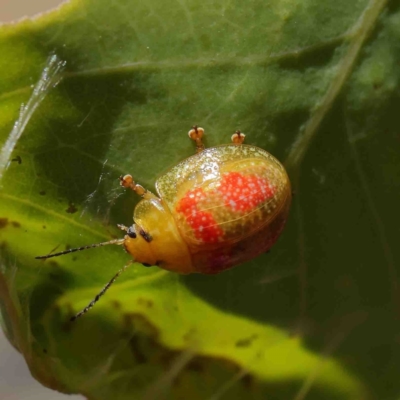 Paropsisterna fastidiosa (Eucalyptus leaf beetle) at O'Connor, ACT - 9 Jan 2023 by ConBoekel