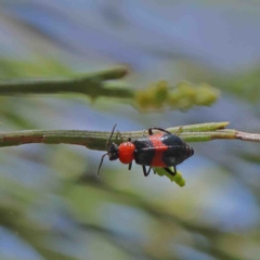 Dicranolaius cinctus (Notched-leg Red & Blue Flower Beetle) at O'Connor, ACT - 9 Jan 2023 by ConBoekel