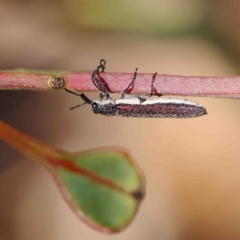 Rhinotia sp. (genus) (Unidentified Rhinotia weevil) at Dryandra St Woodland - 9 Jan 2023 by ConBoekel