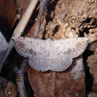 Taxeotis intermixtaria (Dark-edged Taxeotis) at O'Connor, ACT - 9 Jan 2023 by ConBoekel