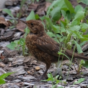 Turdus merula at Bruce, ACT - suppressed