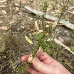Bossiaea buxifolia (Matted Bossiaea) at Aranda Bushland - 15 Jan 2023 by lbradley