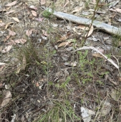 Bossiaea buxifolia at Cook, ACT - 15 Jan 2023