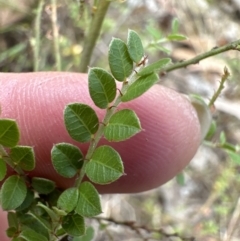 Bossiaea buxifolia at Cook, ACT - 15 Jan 2023