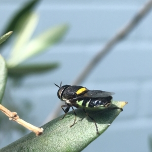 Odontomyia hunteri at Weetangera, ACT - 15 Jan 2023