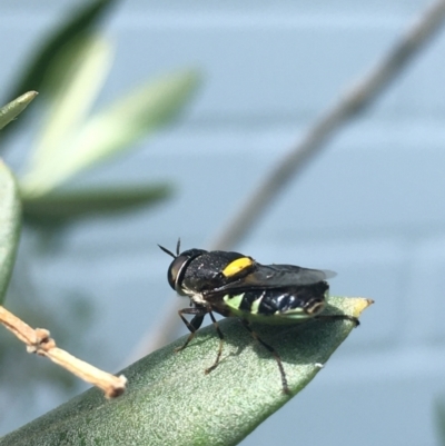 Odontomyia hunteri (Soldier fly) at Weetangera, ACT - 15 Jan 2023 by SarahE