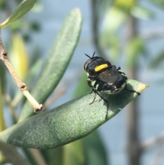 Odontomyia hunteri at Weetangera, ACT - 15 Jan 2023