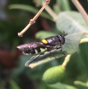 Odontomyia hunteri at Weetangera, ACT - 15 Jan 2023