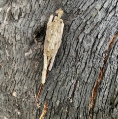 Clania ignobilis (Faggot Case Moth) at Morton National Park - 7 Jan 2023 by GlossyGal