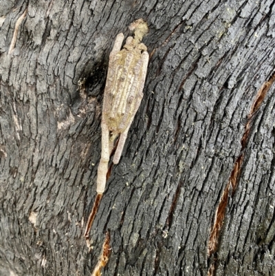 Clania ignobilis (Faggot Case Moth) at Bundanoon - 7 Jan 2023 by GlossyGal