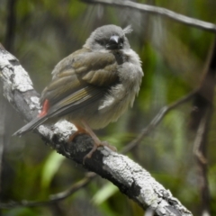 Neochmia temporalis (Red-browed Finch) at Bundanoon - 7 Jan 2023 by GlossyGal