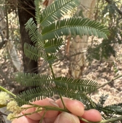 Acacia parramattensis (Wattle) at Aranda, ACT - 15 Jan 2023 by lbradley