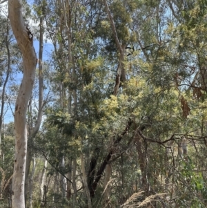 Acacia parramattensis at Aranda, ACT - 15 Jan 2023 12:18 PM