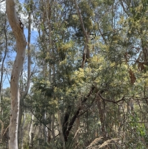 Acacia parramattensis at Aranda, ACT - 15 Jan 2023