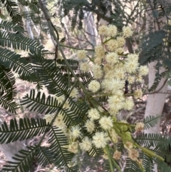 Acacia parramattensis at Aranda, ACT - 15 Jan 2023