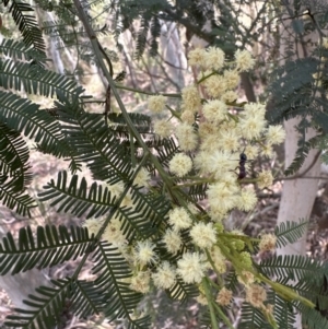 Acacia parramattensis at Aranda, ACT - 15 Jan 2023