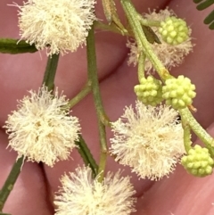 Acacia parramattensis at Aranda, ACT - 15 Jan 2023 12:18 PM