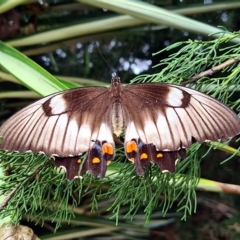 Papilio aegeus (Orchard Swallowtail, Large Citrus Butterfly) at Amaroo, ACT - 15 Jan 2023 by Bigjim