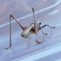 Nanodectes harpax at Yass River, NSW - 15 Jan 2023 12:03 PM