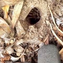 Lycosidae (family) (Wolf spider) at O'Connor, ACT - 15 Jan 2023 by BarbPreston