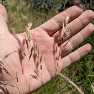 Rytidosperma laeve at Mount Clear, ACT - 14 Jan 2023 11:19 AM