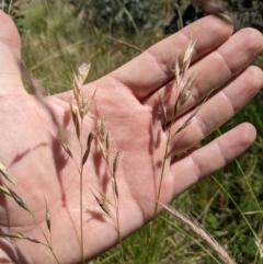 Rytidosperma laeve (Bare-backed Wallaby Grass) at Mount Clear, ACT - 14 Jan 2023 by MattM