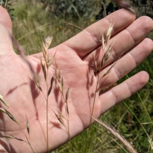 Rytidosperma laeve at Mount Clear, ACT - 14 Jan 2023