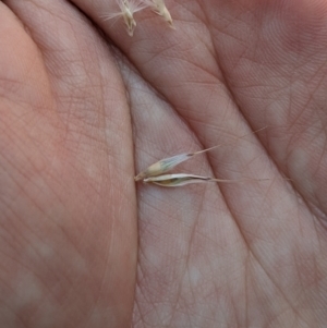 Rytidosperma laeve at Mount Clear, ACT - 14 Jan 2023 11:19 AM