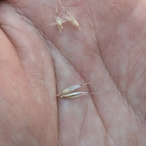 Rytidosperma laeve at Mount Clear, ACT - 14 Jan 2023 11:19 AM