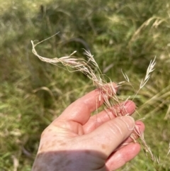 Austrostipa bigeniculata (Kneed Speargrass) at Molonglo Valley, ACT - 15 Jan 2023 by lbradley