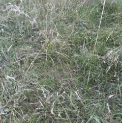 Austrostipa bigeniculata at Cook, ACT - 15 Jan 2023 01:07 PM