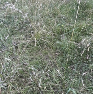 Austrostipa bigeniculata at Cook, ACT - 15 Jan 2023 01:07 PM