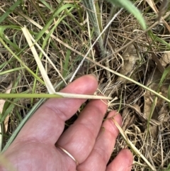 Austrostipa bigeniculata at Molonglo Valley, ACT - 15 Jan 2023