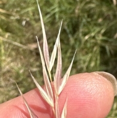 Austrostipa bigeniculata at Molonglo Valley, ACT - 15 Jan 2023