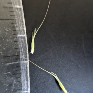 Echinopogon cheelii at Booth, ACT - 14 Jan 2023