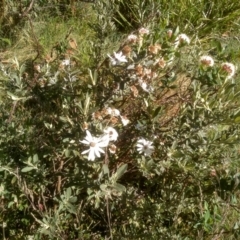 Olearia phlogopappa subsp. flavescens (Dusty Daisy Bush) at Jacobs River, NSW - 13 Jan 2023 by mahargiani
