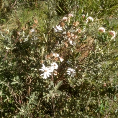 Olearia phlogopappa subsp. flavescens (Dusty Daisy Bush) at Kosciuszko National Park - 13 Jan 2023 by mahargiani