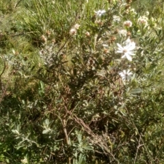 Olearia phlogopappa subsp. flavescens at Jacobs River, NSW - 14 Jan 2023