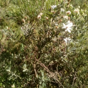 Olearia phlogopappa subsp. flavescens at Jacobs River, NSW - 14 Jan 2023