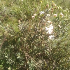 Olearia phlogopappa subsp. flavescens at Jacobs River, NSW - 14 Jan 2023