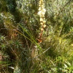 Dracophyllum continentis (Candle Heath) at Jacobs River, NSW - 14 Jan 2023 by mahargiani