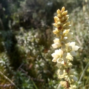 Dracophyllum continentis at Jacobs River, NSW - 14 Jan 2023