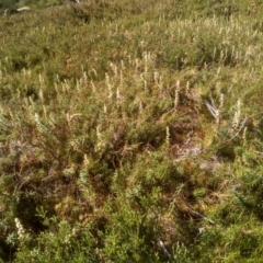 Dracophyllum continentis at Jacobs River, NSW - 14 Jan 2023