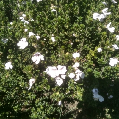 Prostanthera cuneata (Alpine Mint Bush) at Jacobs River, NSW - 14 Jan 2023 by mahargiani