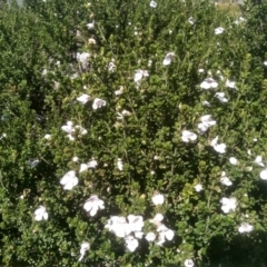 Prostanthera cuneata at Jacobs River, NSW - 14 Jan 2023 10:35 AM