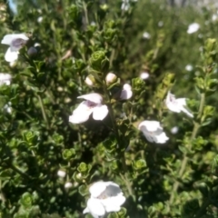 Prostanthera cuneata at Jacobs River, NSW - 14 Jan 2023 10:35 AM