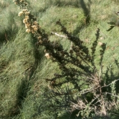 Ozothamnus secundiflorus (Cascade Everlasting) at Jacobs River, NSW - 14 Jan 2023 by mahargiani