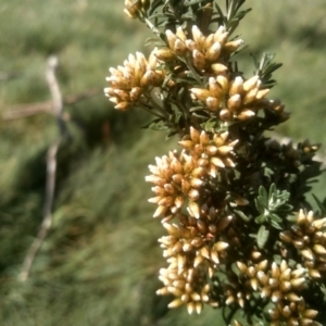 Ozothamnus secundiflorus at Jacobs River, NSW - 14 Jan 2023