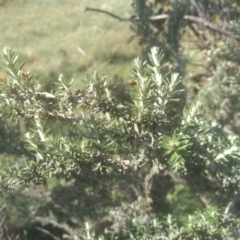 Ozothamnus secundiflorus at Jacobs River, NSW - 14 Jan 2023