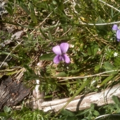 Viola betonicifolia (Mountain Violet) at Jacobs River, NSW - 13 Jan 2023 by mahargiani